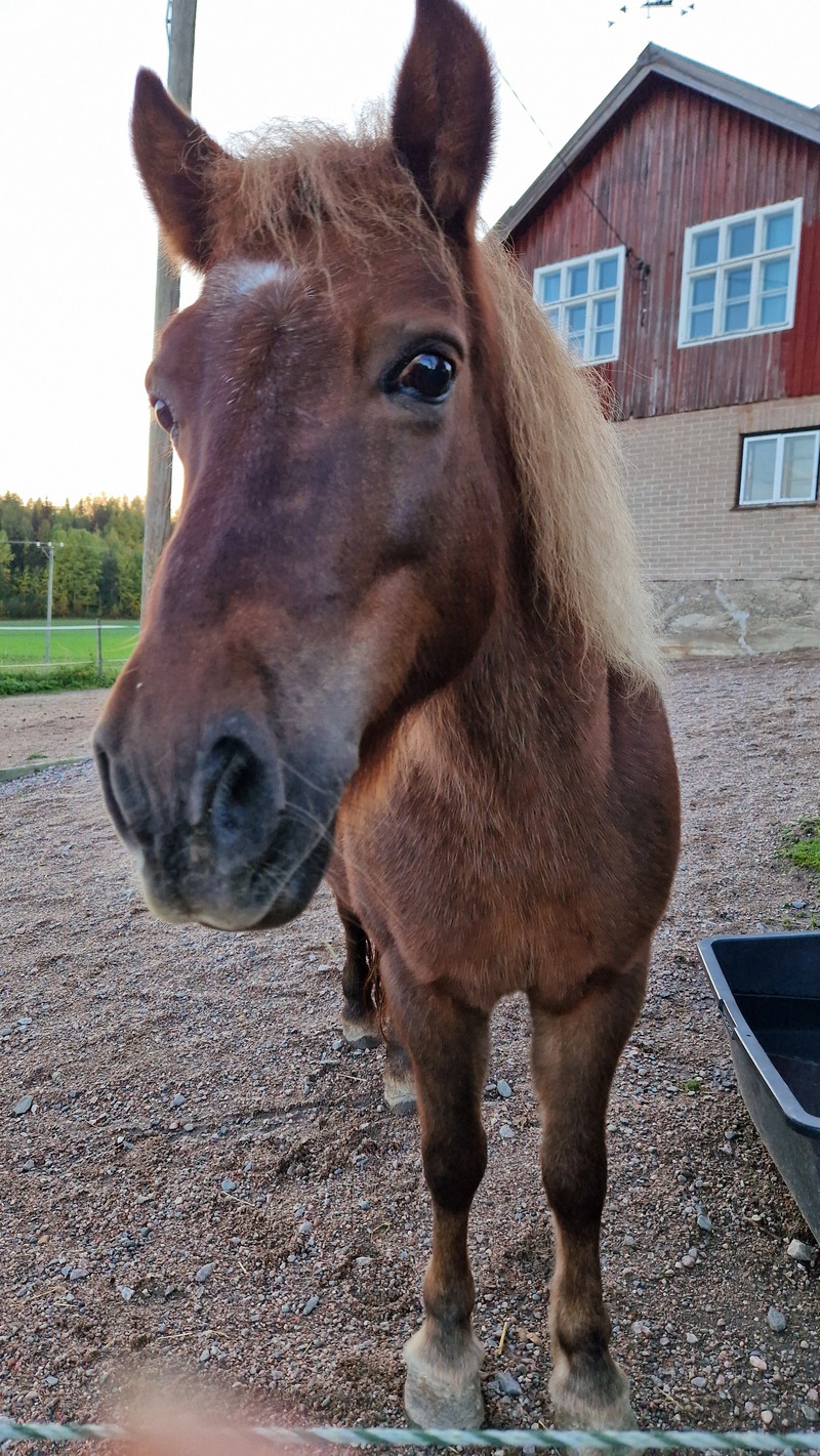 Roosa-poni
